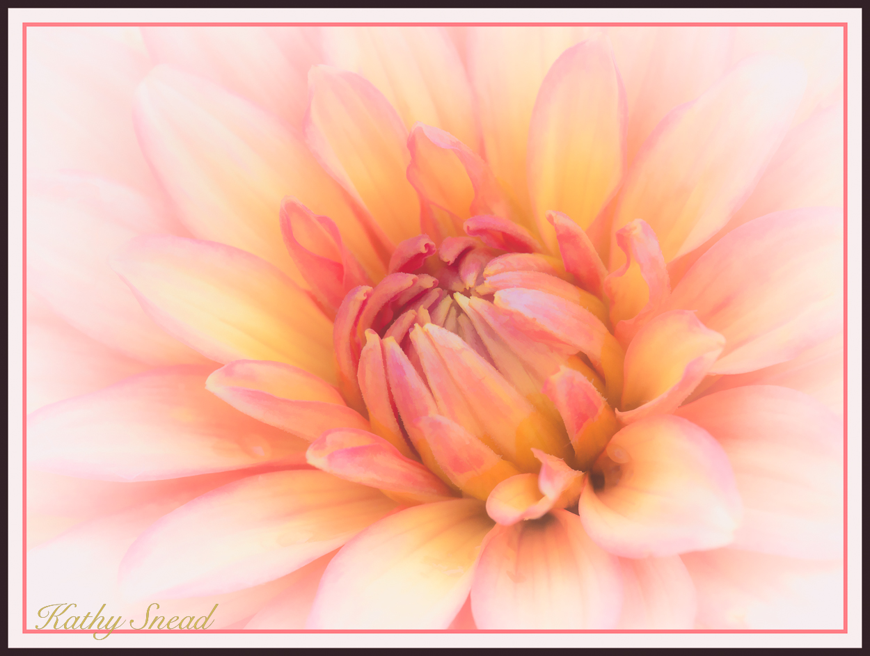 Dahlia