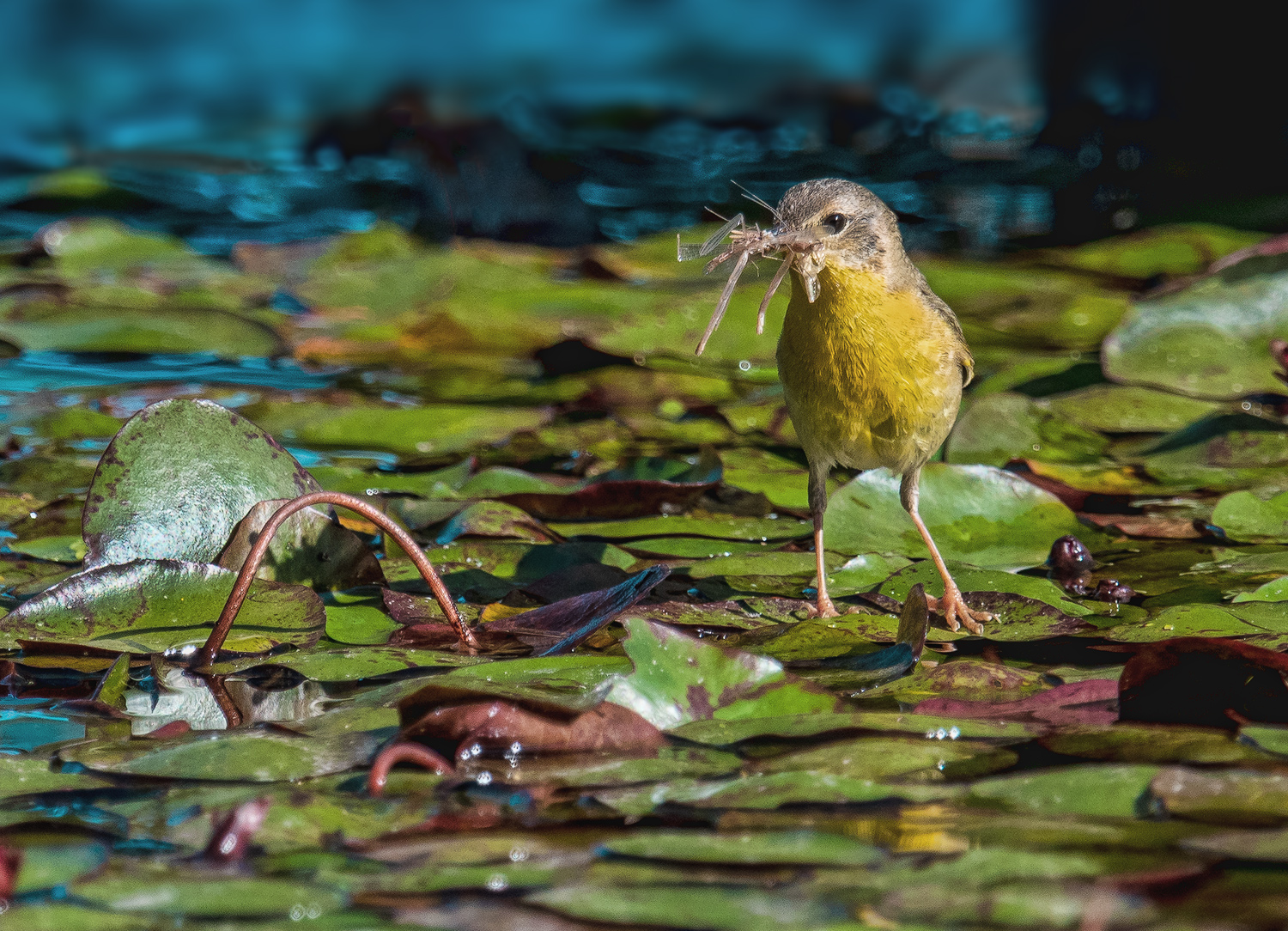 Yellow Warbler ?