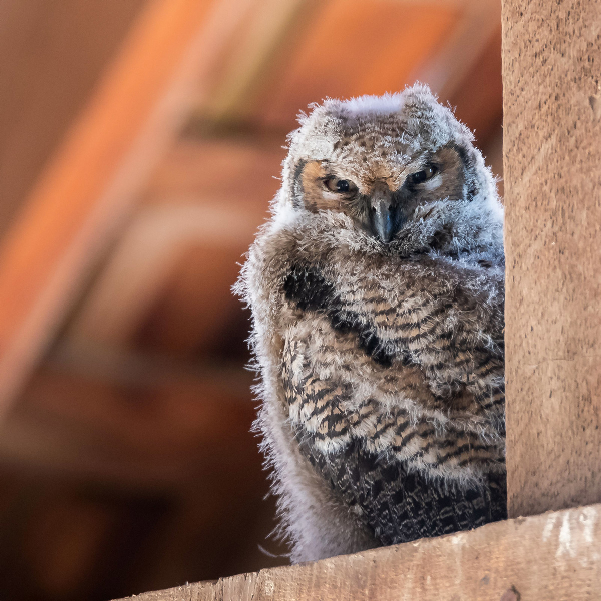 Great Horned Owlet