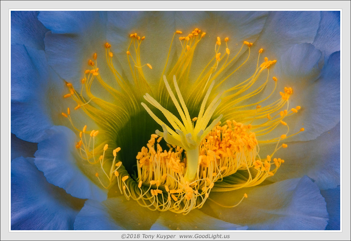 The Flower Galaxy