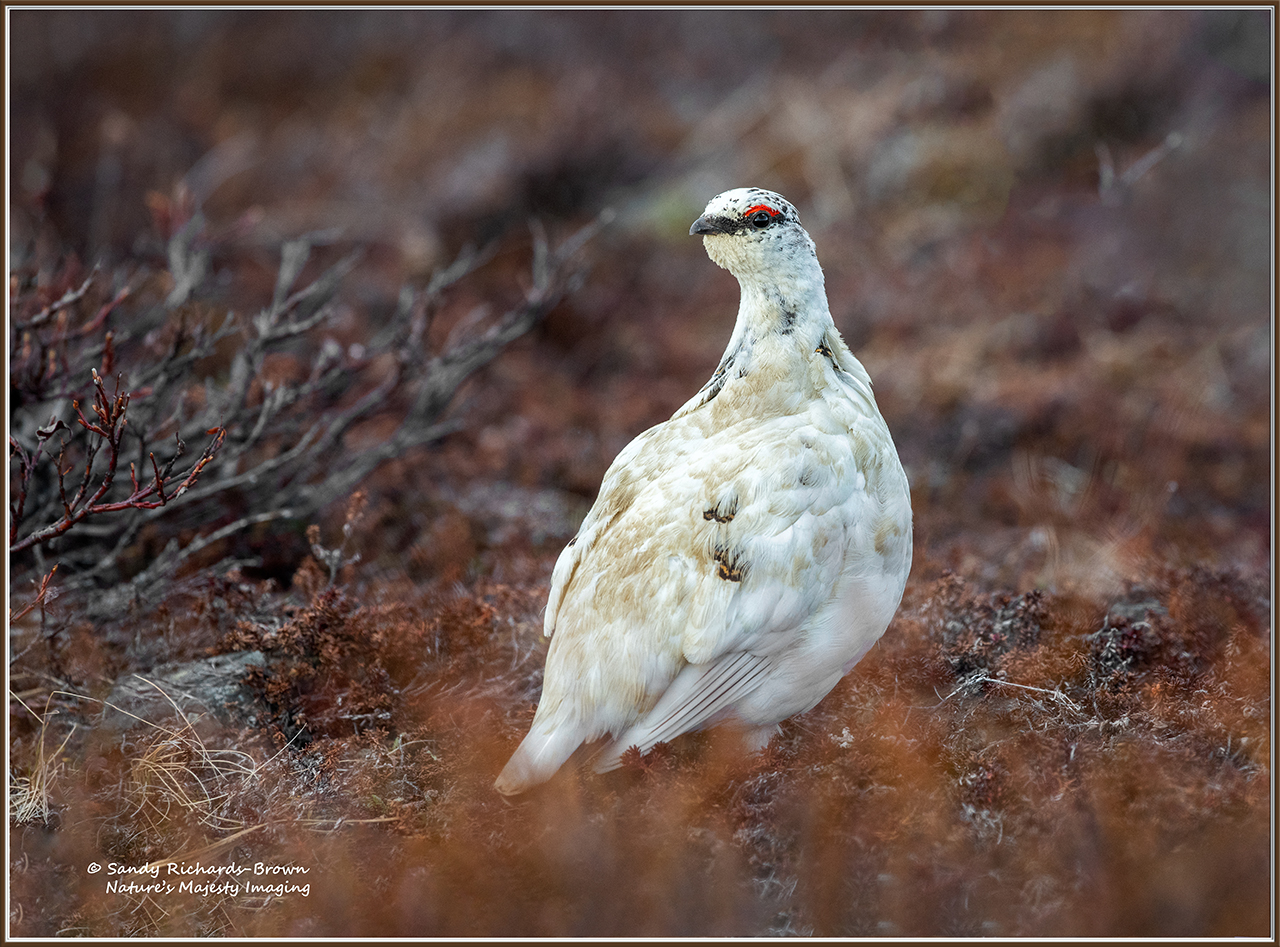 Rock Ptarmigan