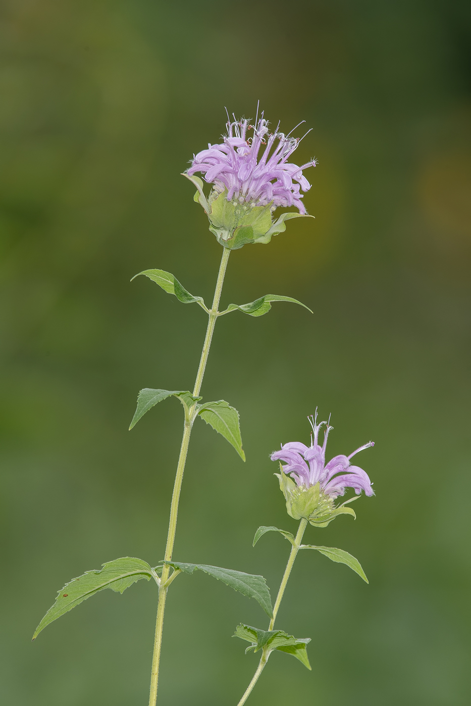 Bee Balm