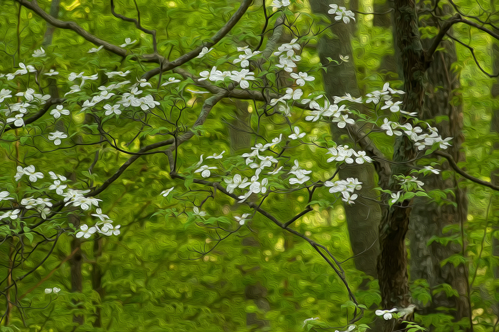 Shenandoah Dogwoods