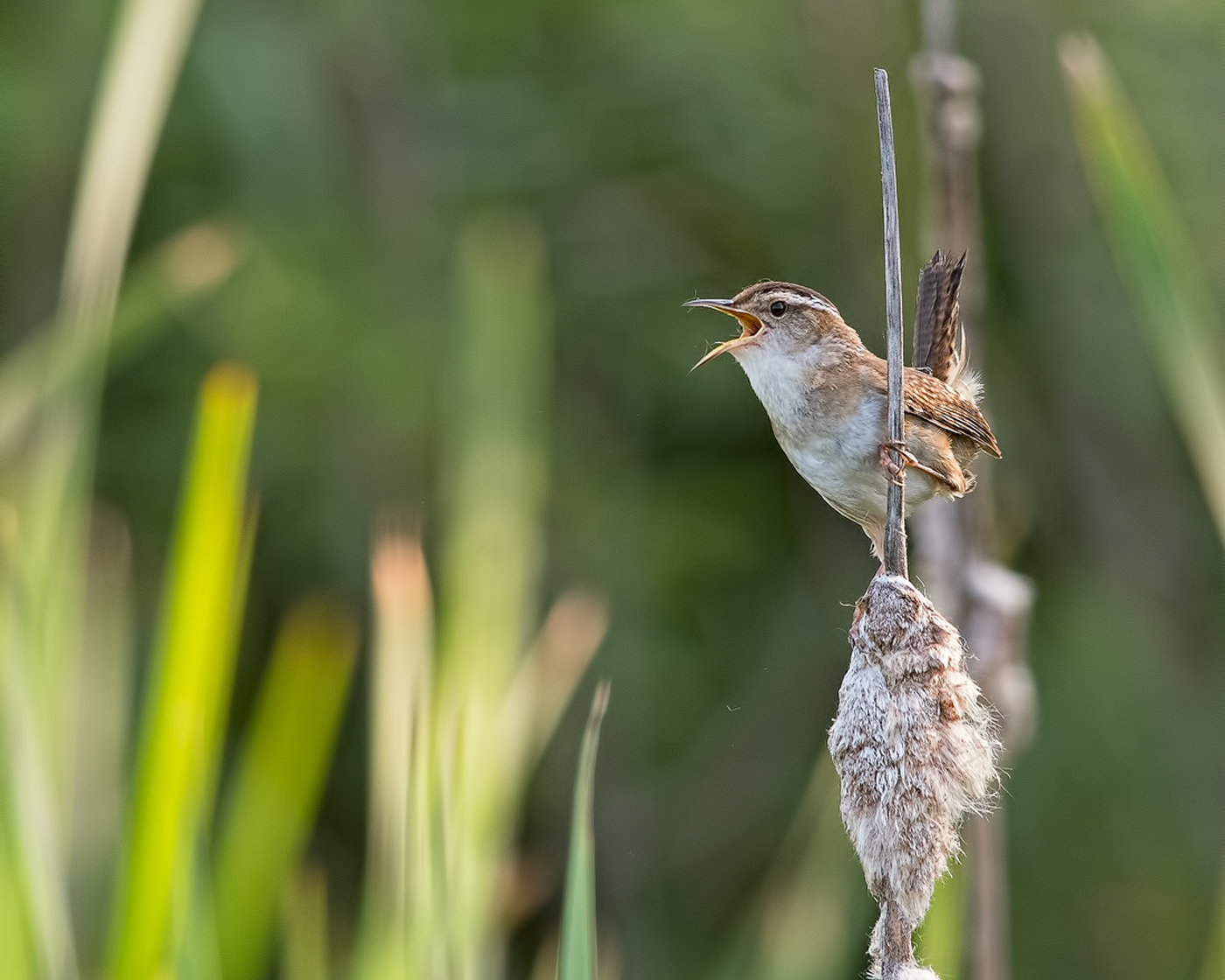 Marsh Wren #2