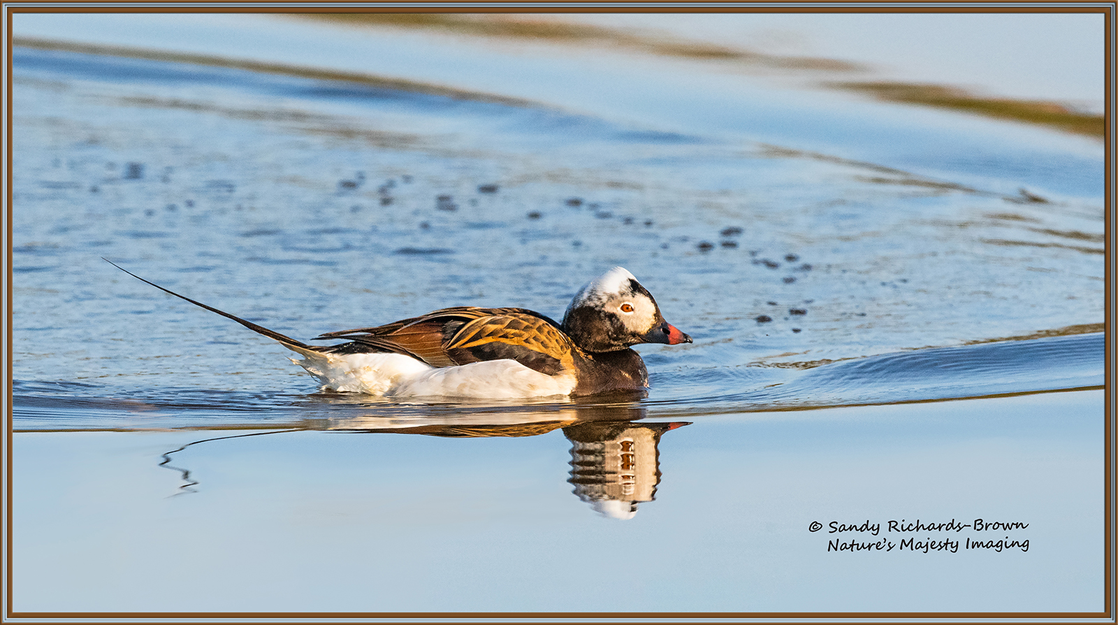 Long-Tail Duck