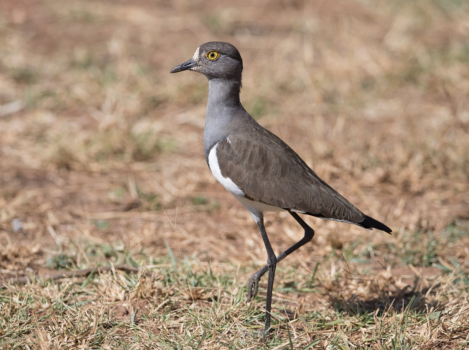 Senegal Lapwing