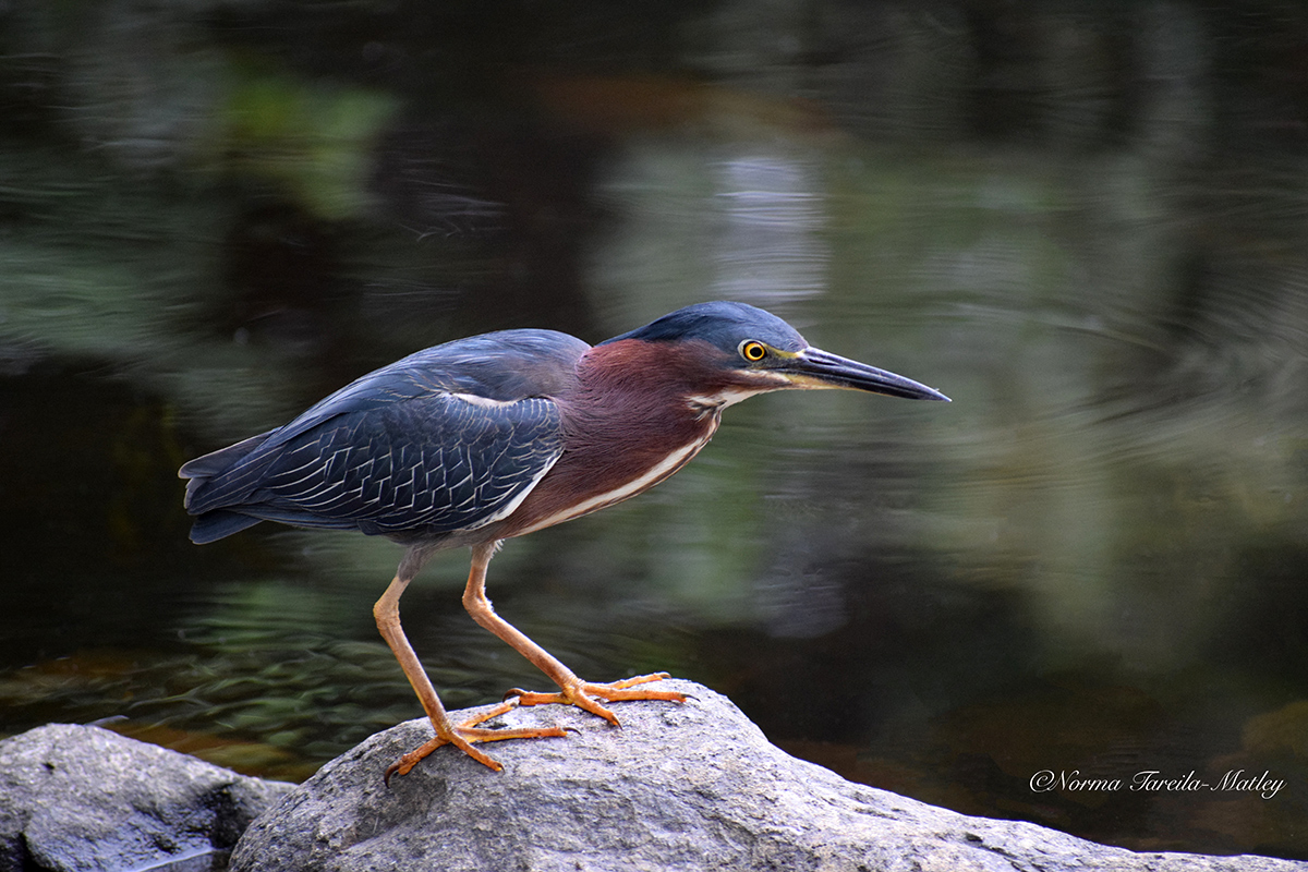 Green Heron