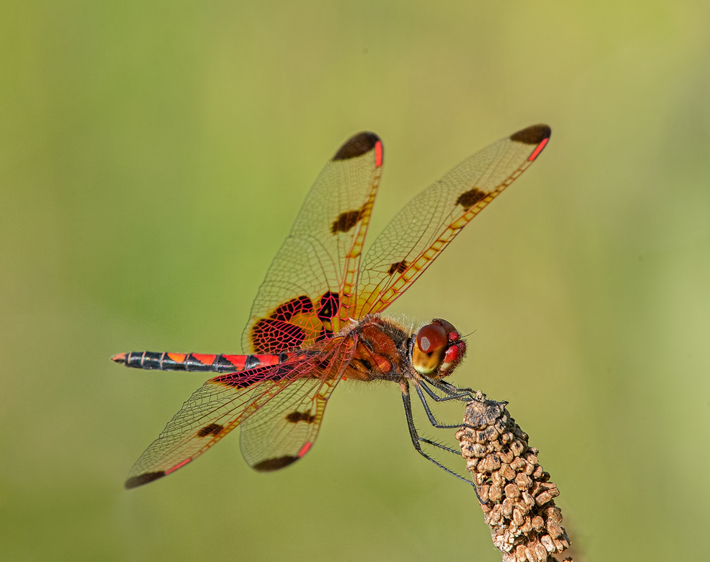 Male Calico Pennant