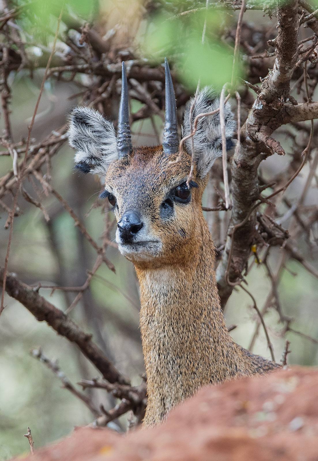 Klipspringer