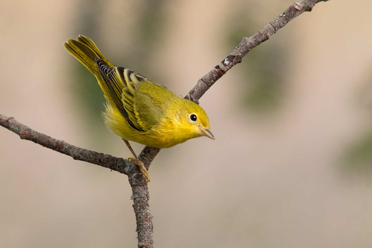 Yellow Warbler
