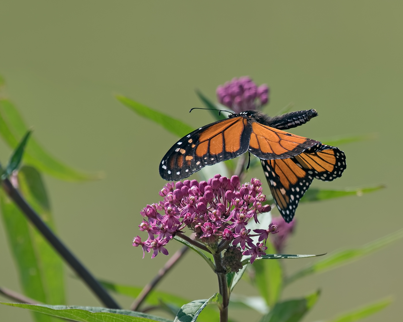 Flying Monarch