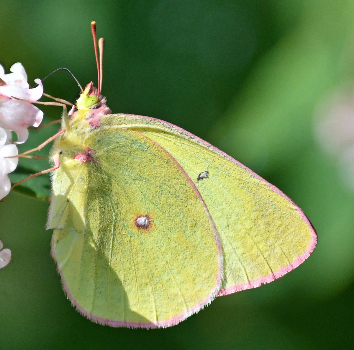 Sulphur Butterfly