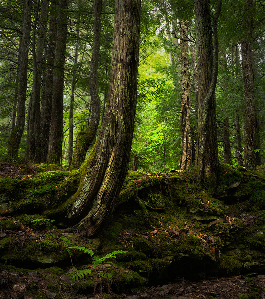 Light in the Forest +1