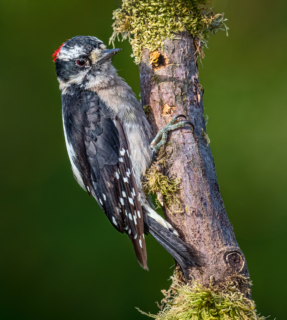 Downy Woodpecker