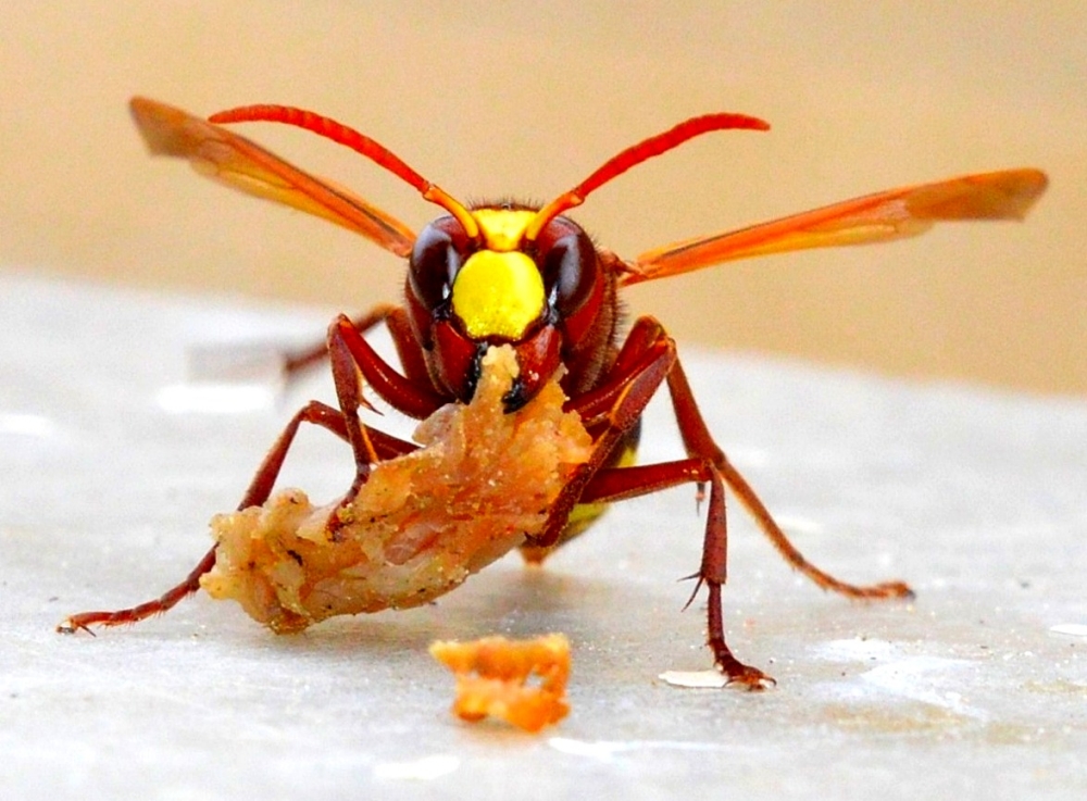Hungry Hornet