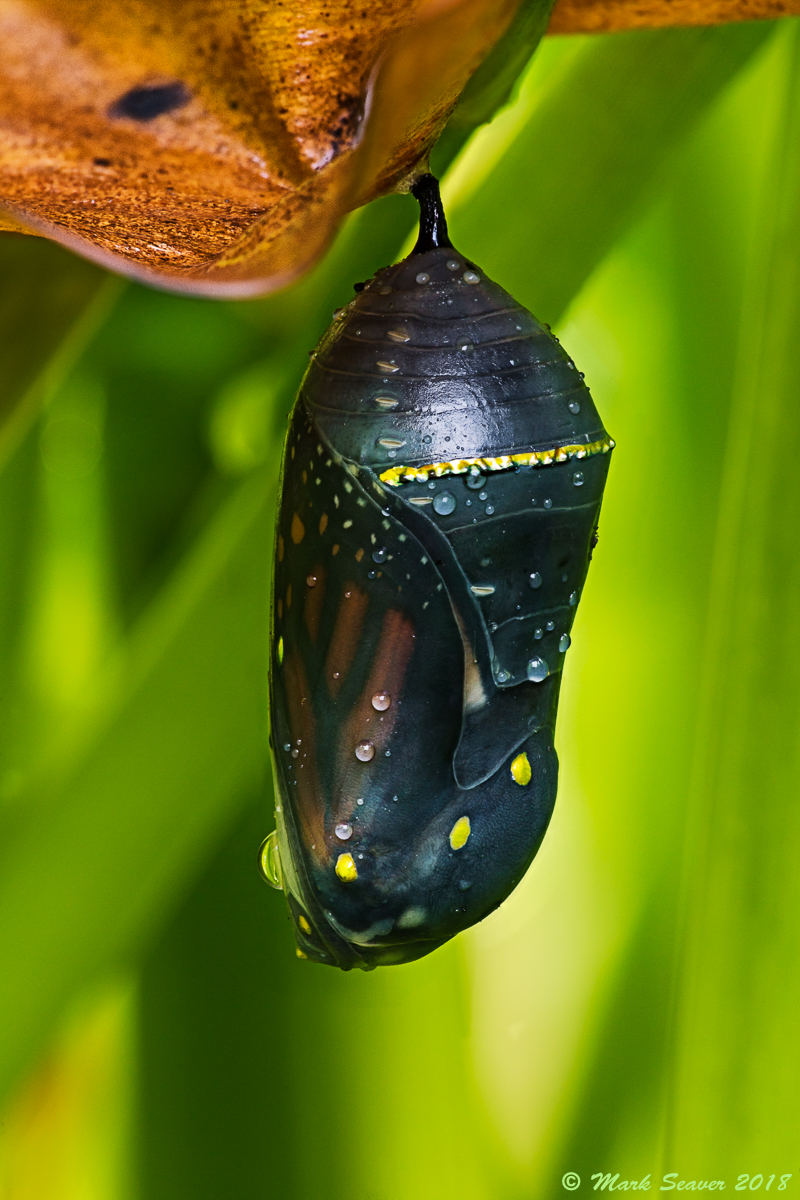 Monarch Pupa 