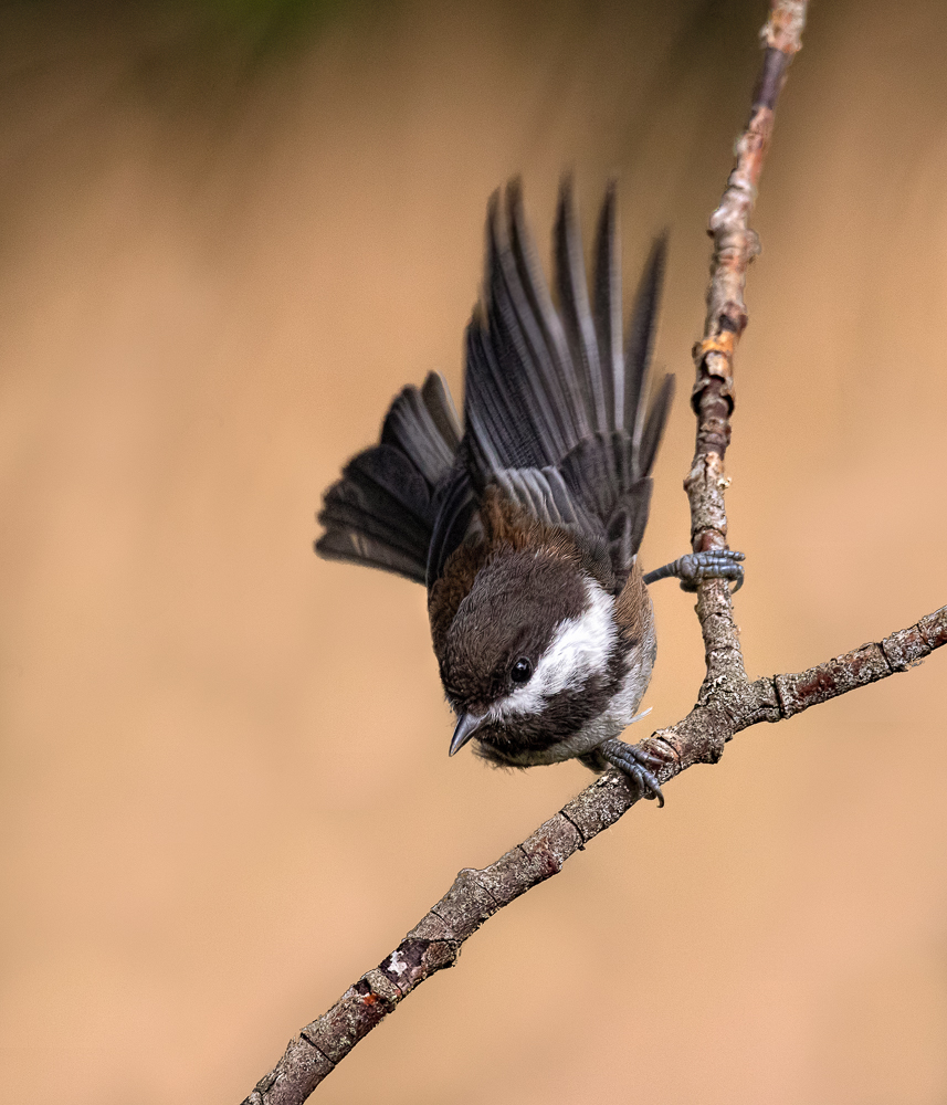 Chestnutbacked Chickadee