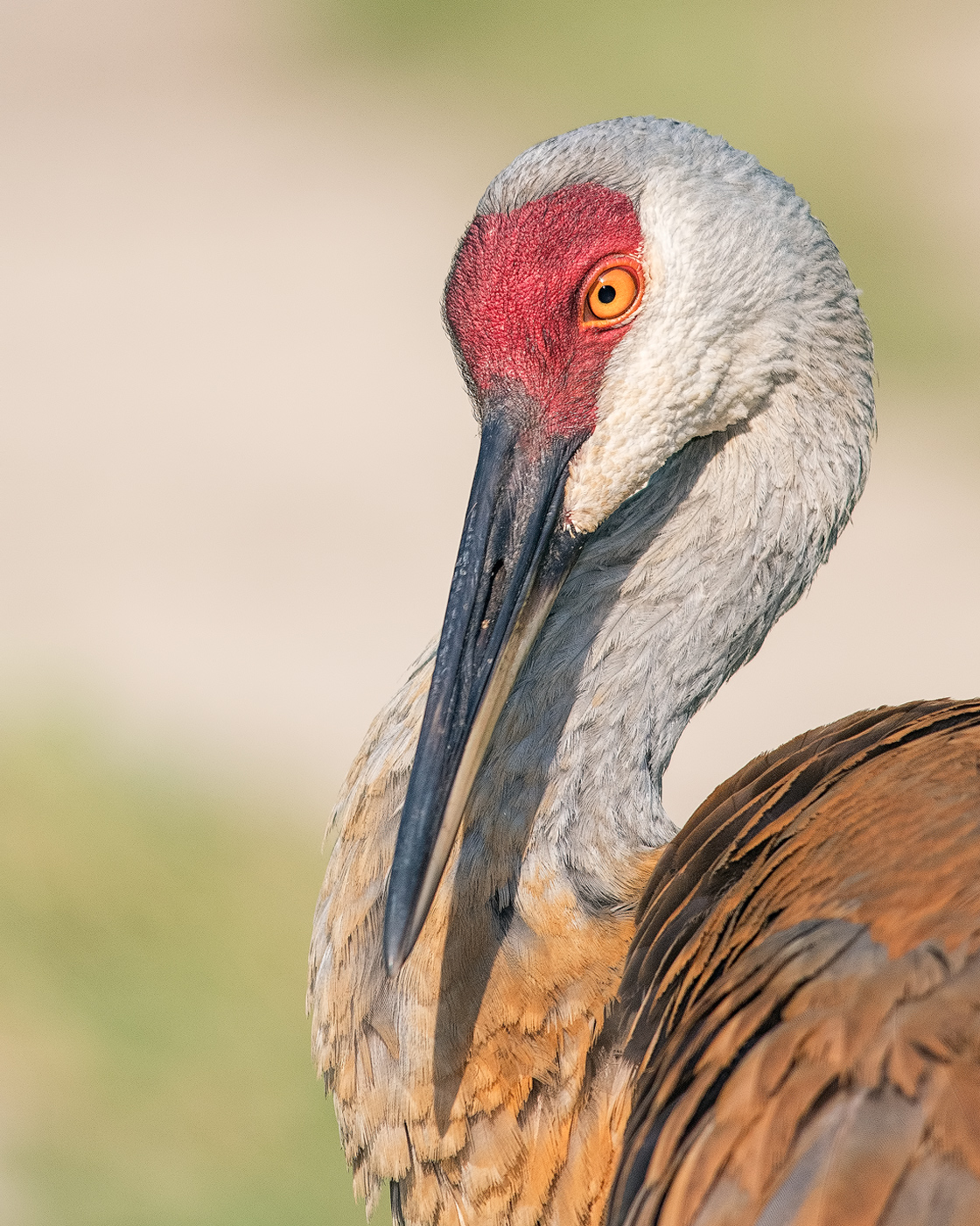 Sandhill