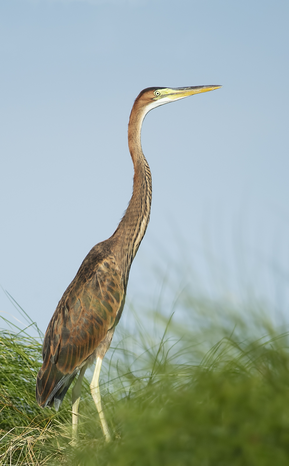 Purple Heron