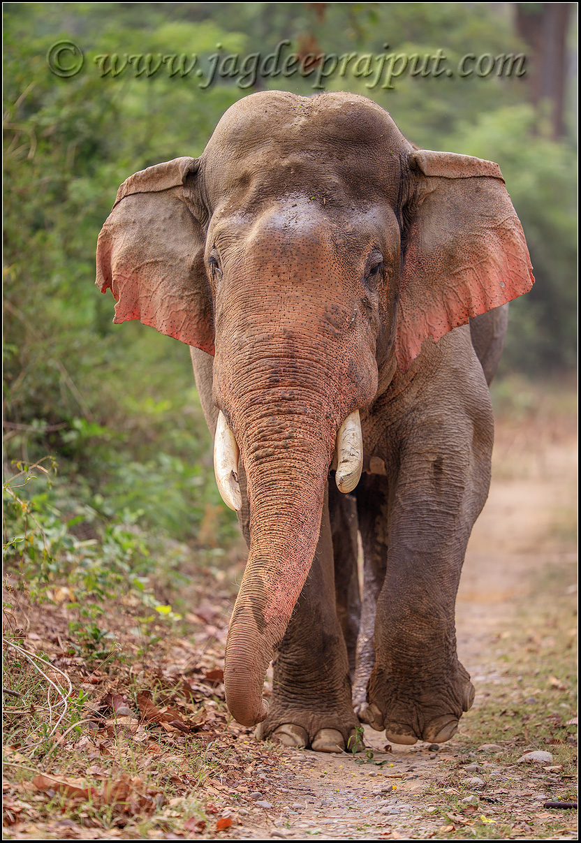 Pink Elephant