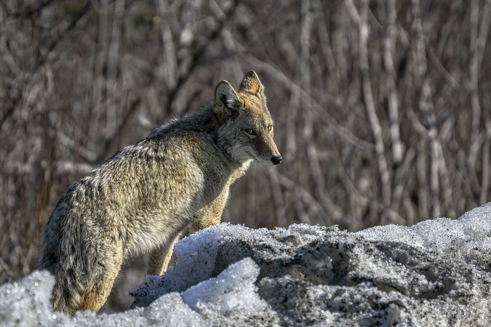 Coy Coyote