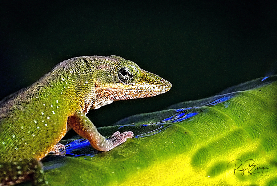 Disdainful eye