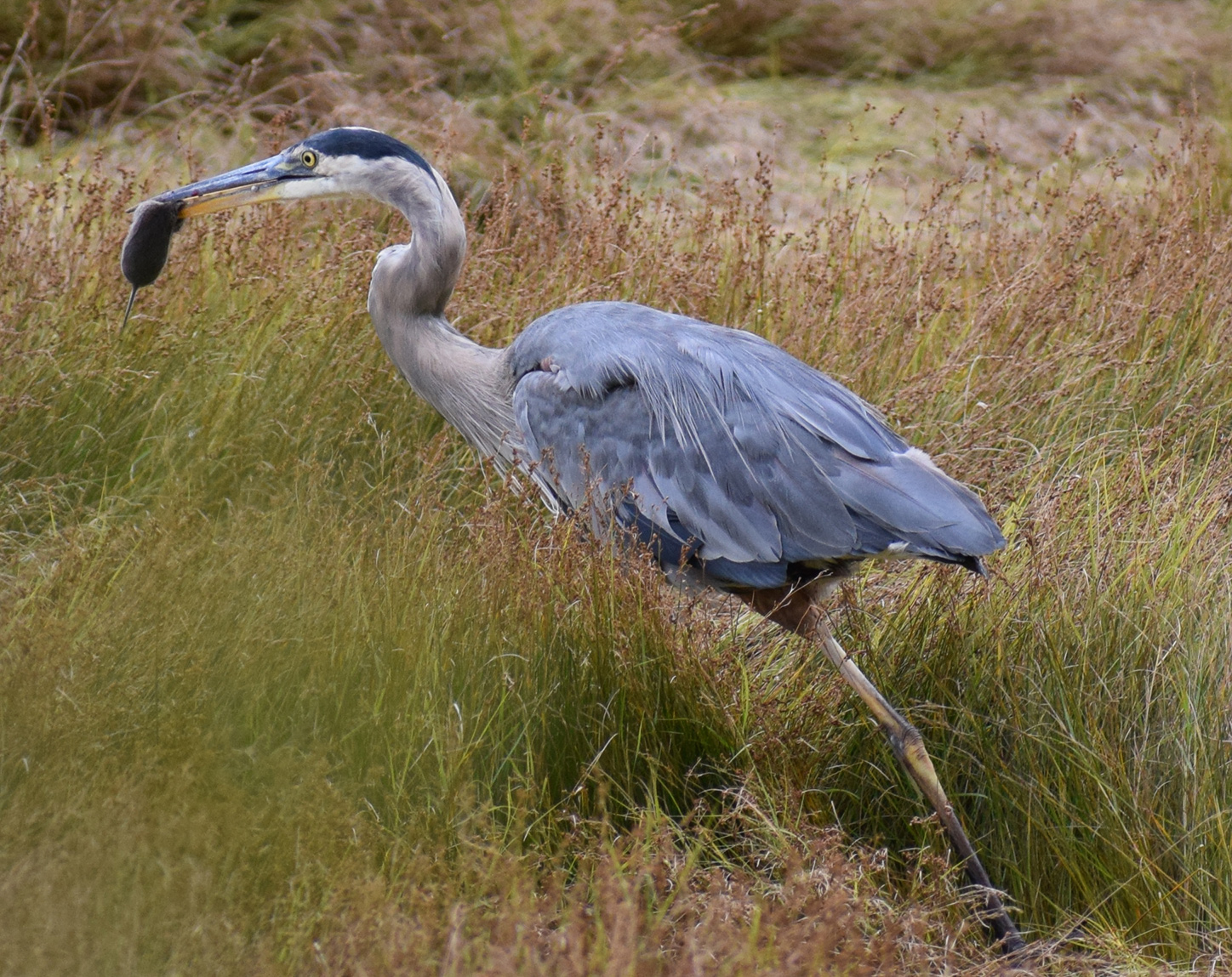 GBH catches vole R-3