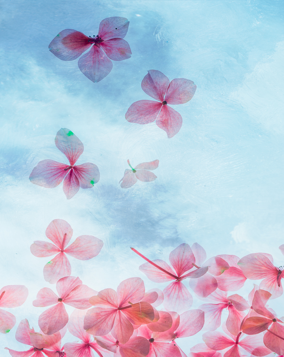 Petals Fall