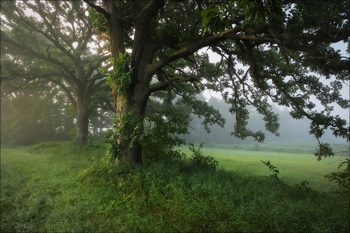 Oaks in the Fog