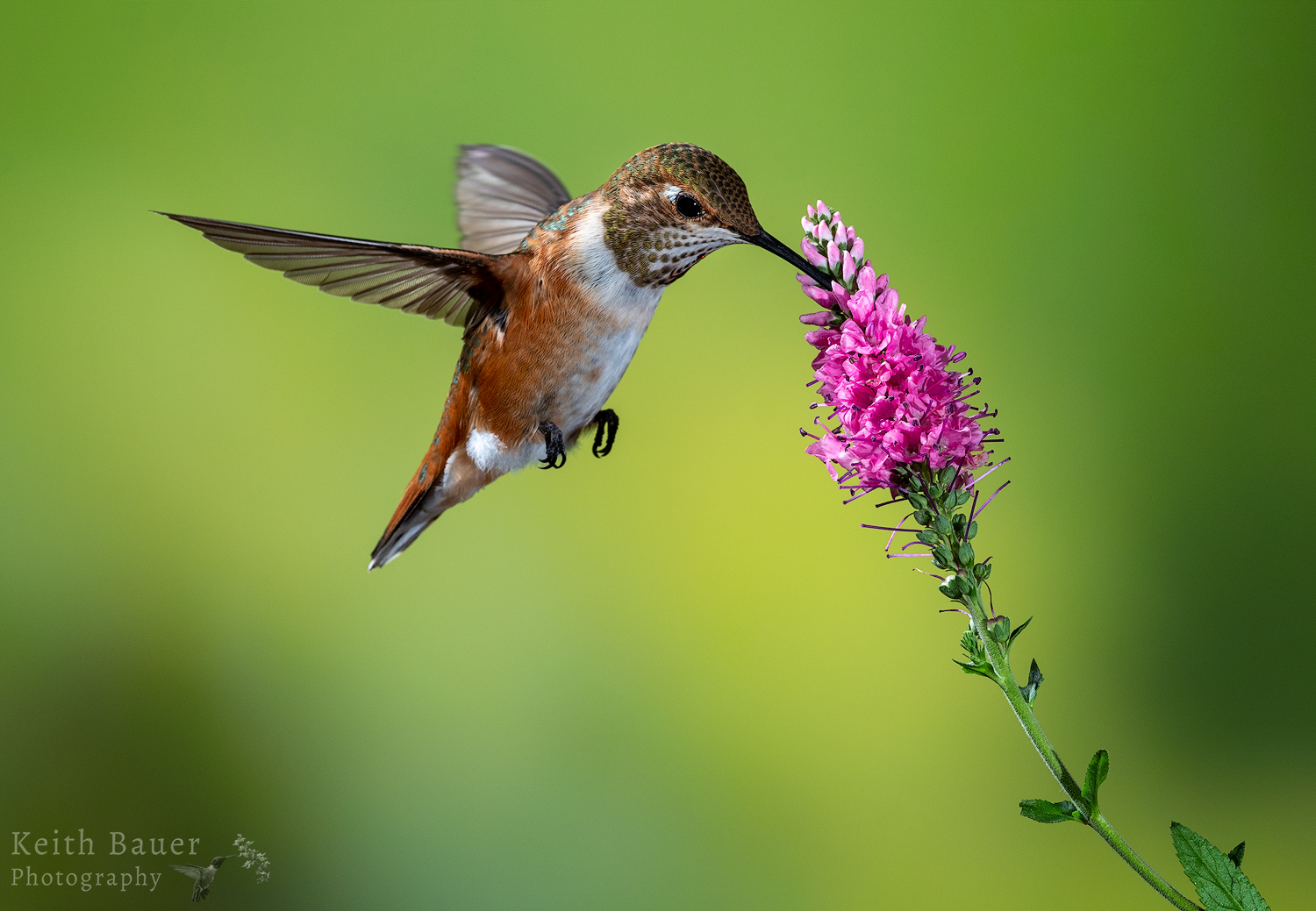 Female Rufous