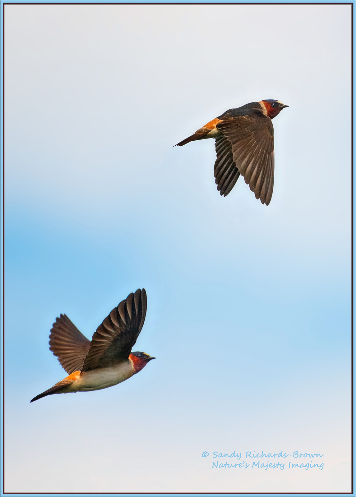 Cliff Swallows