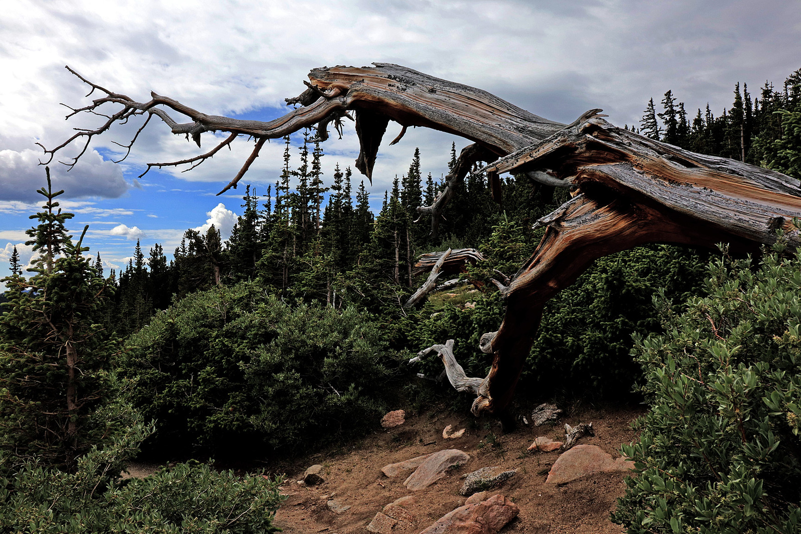 Bristle Cone pine