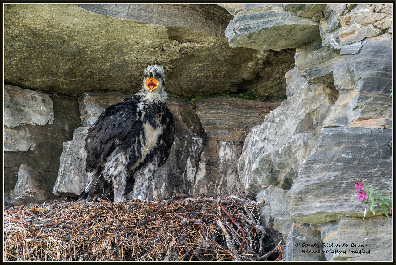 Golden Eagle "Chick"