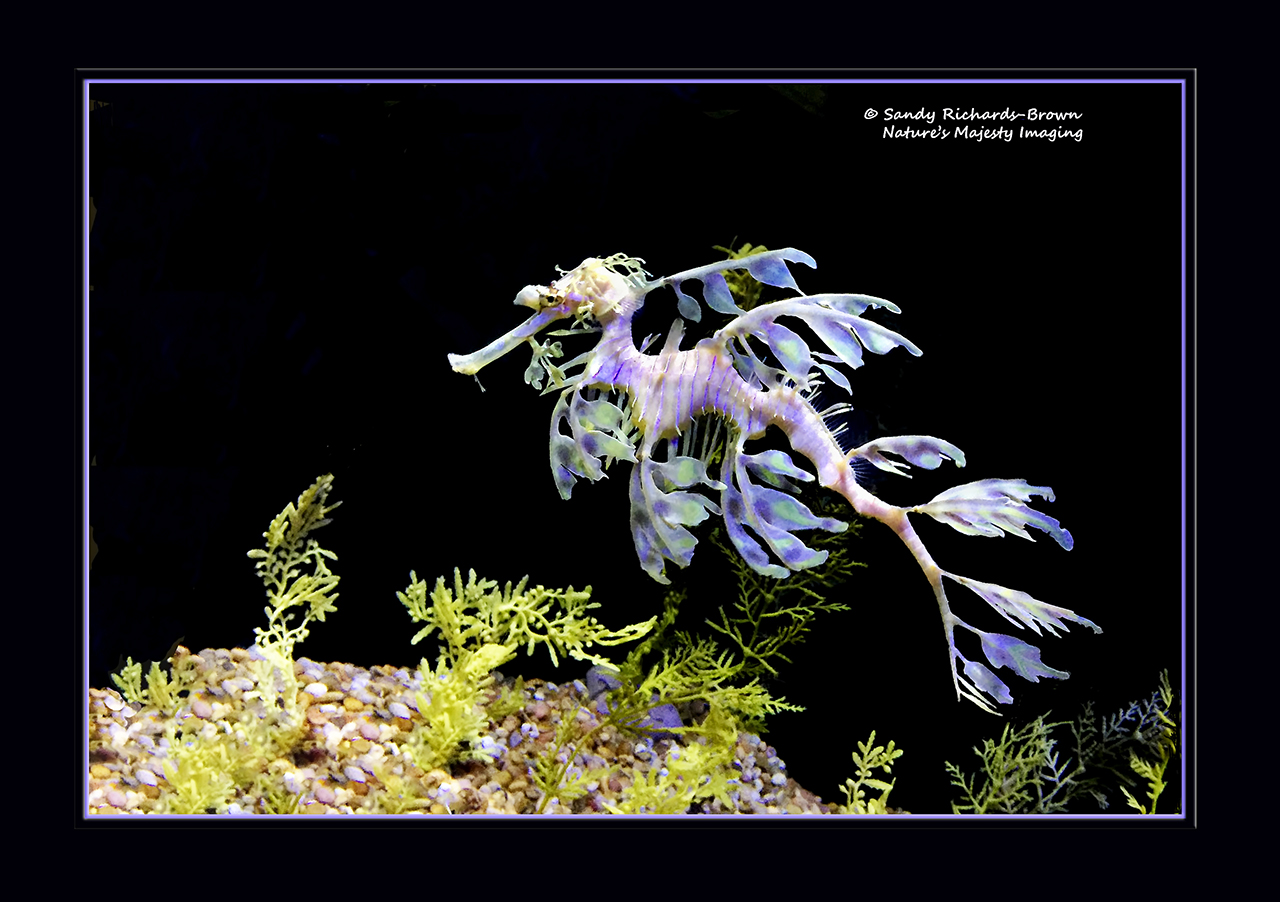 Leafy Sea Dragon (c) 