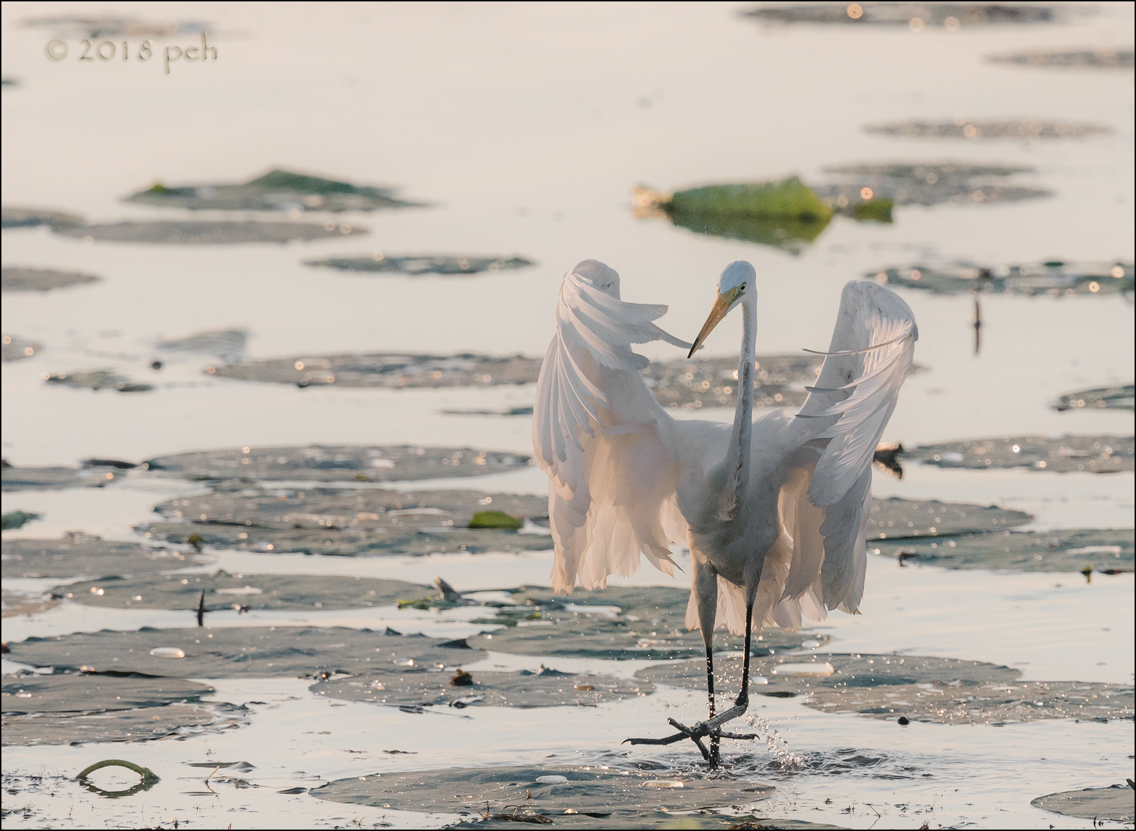 Water Ballet #1