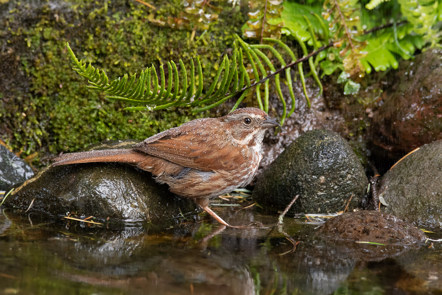 Song Sparrow