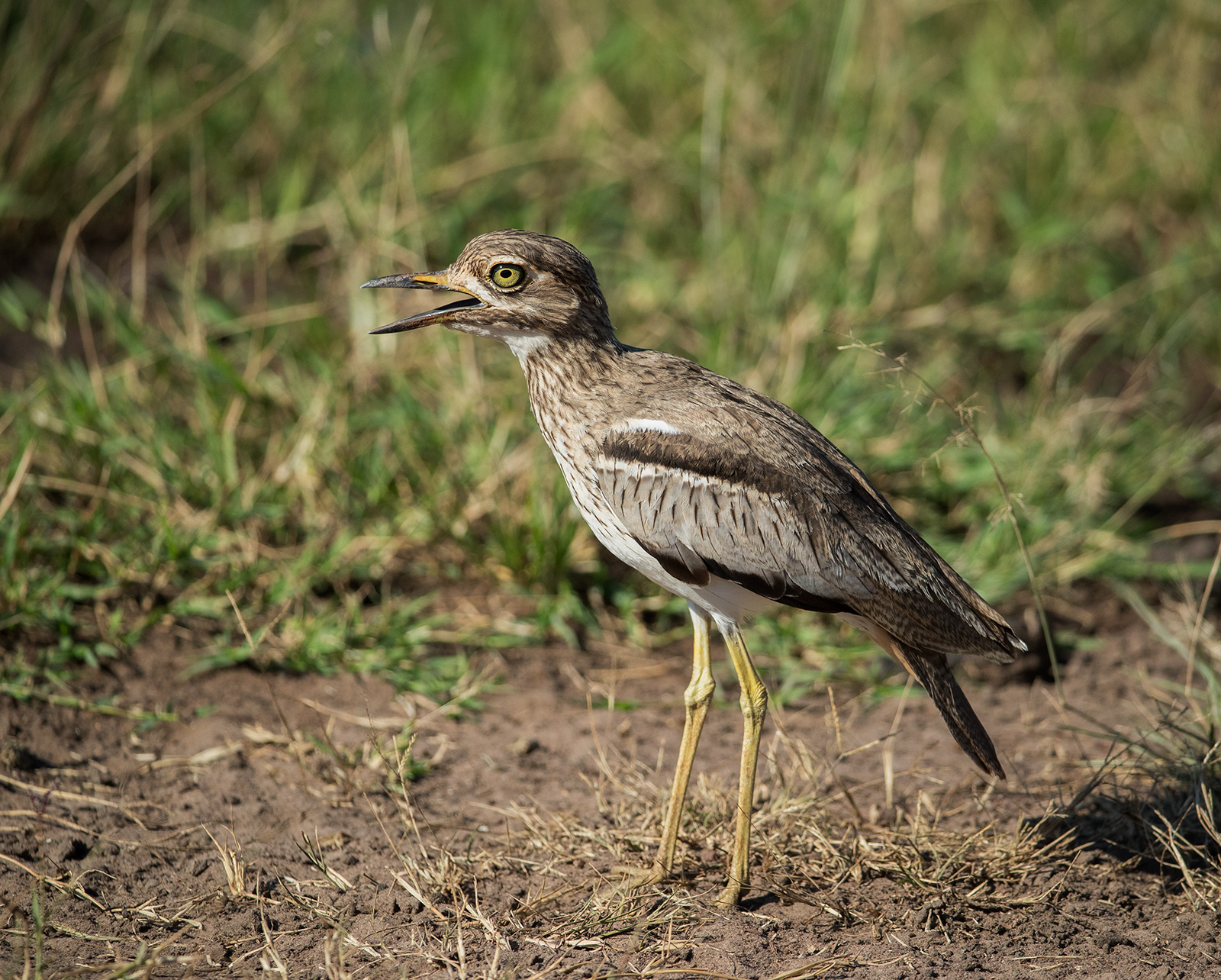 Spotted Thick Knee