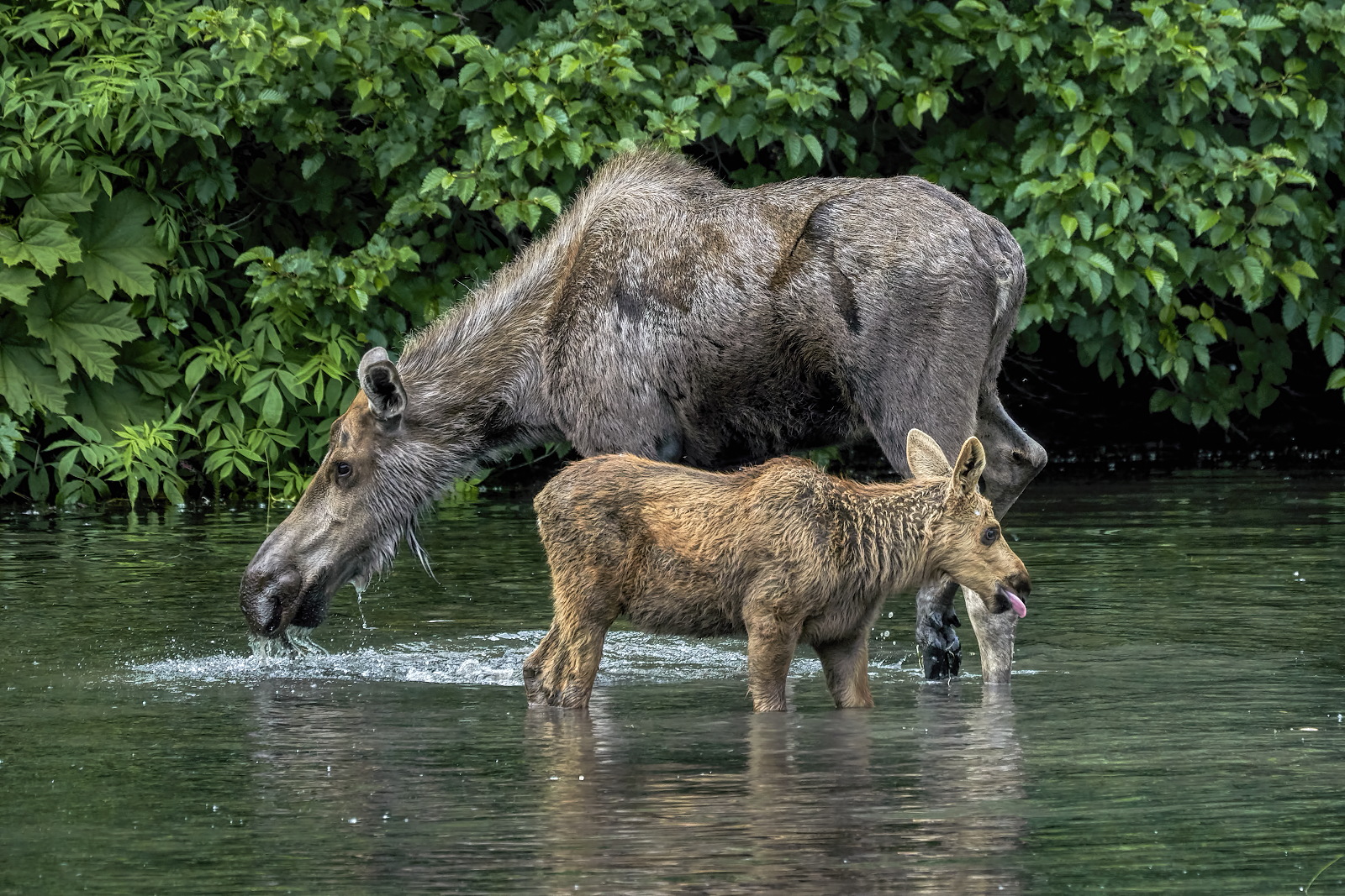 At Peace in the Pond #2