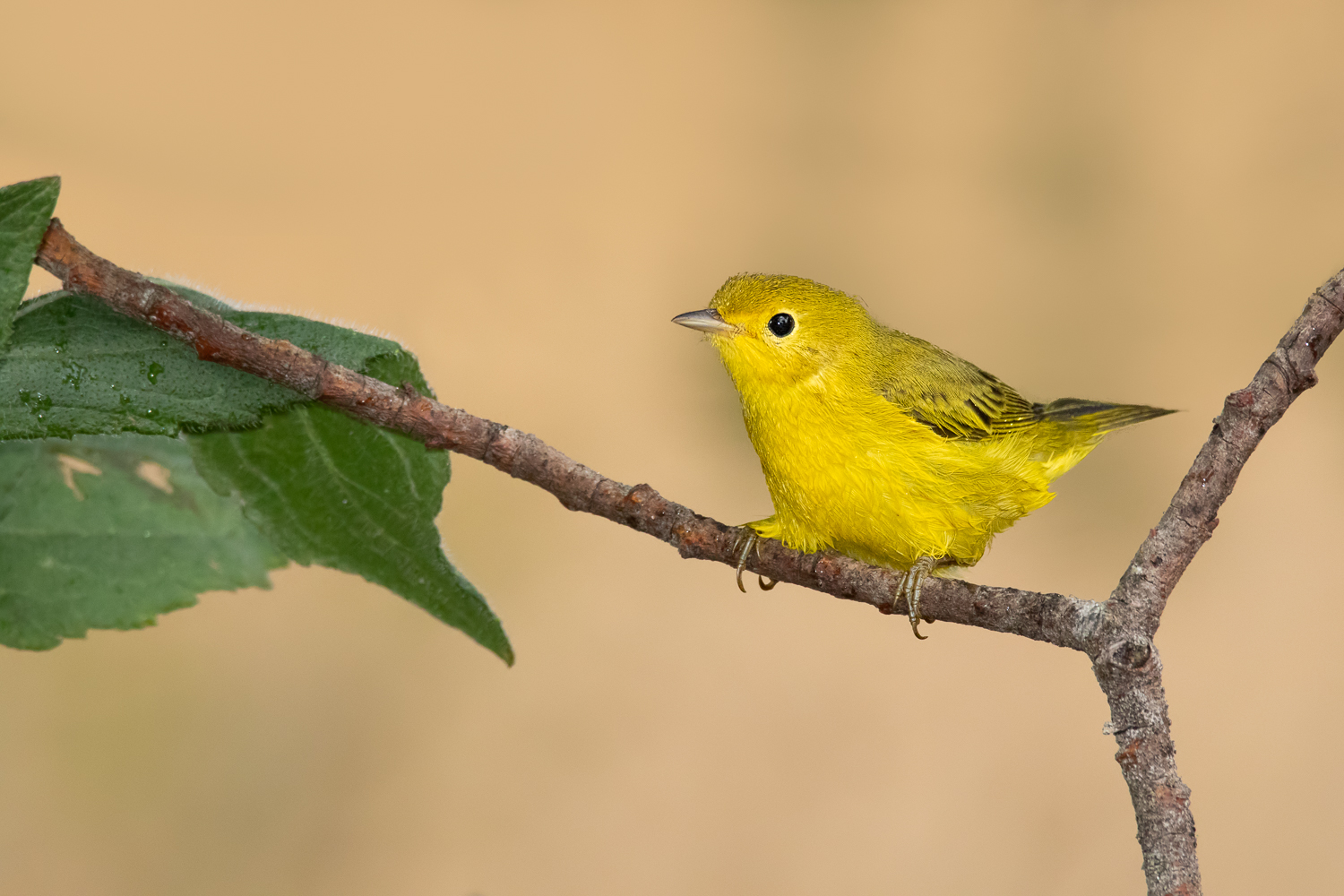 Yellow Warbler