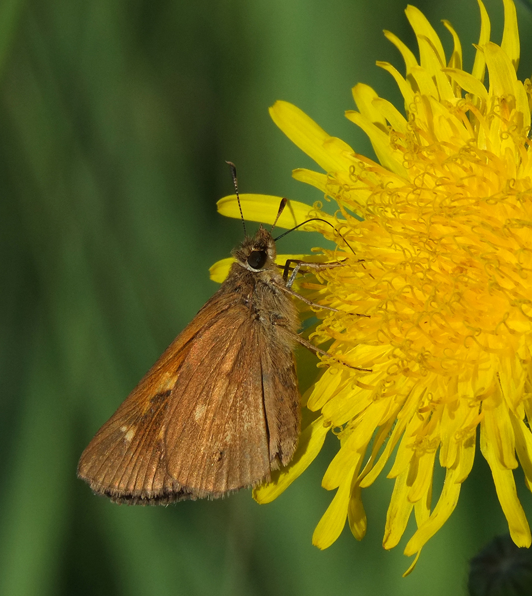 Broad-winged Skipper