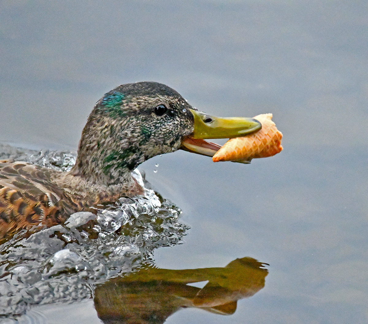 Ice Cream Cone Duck