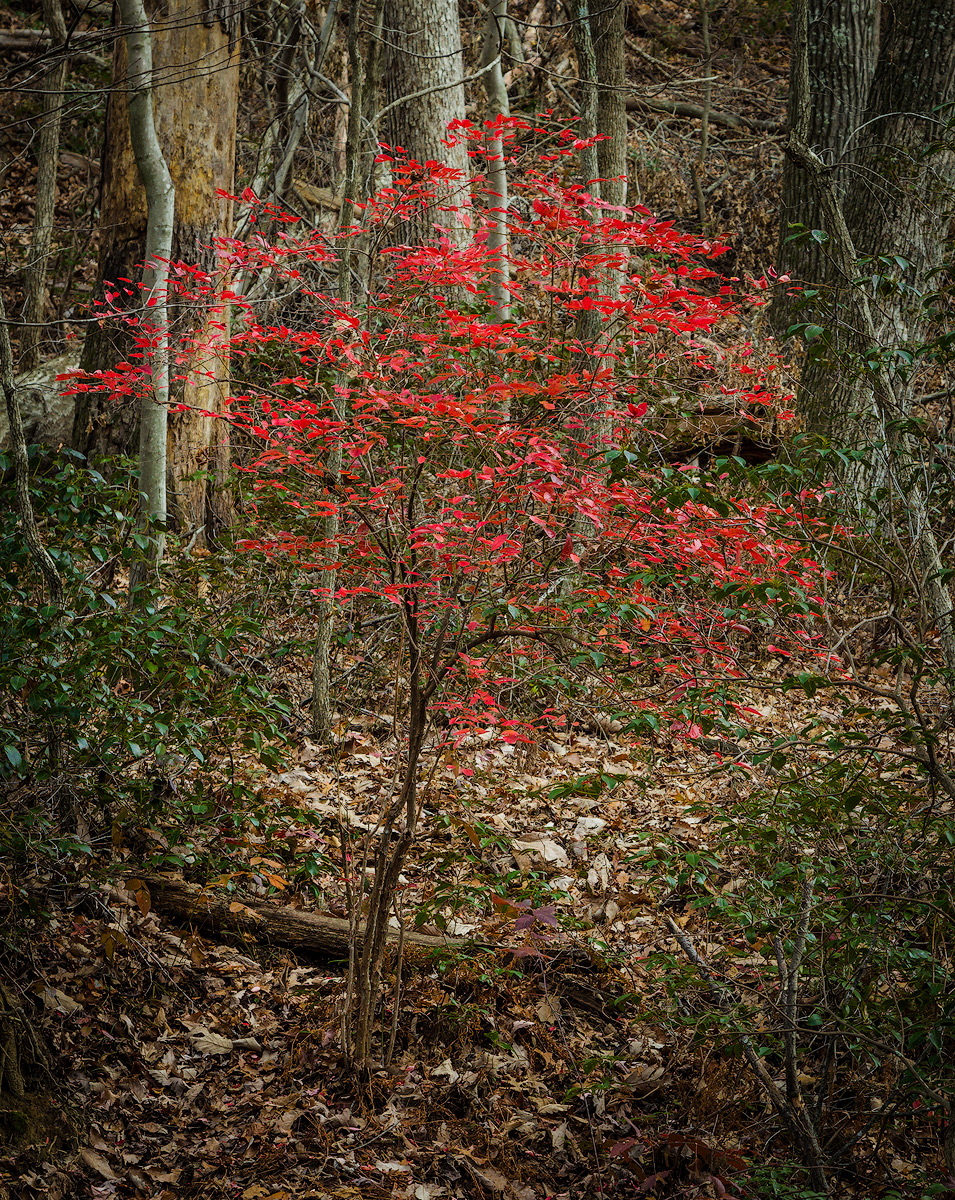 Seeing red.