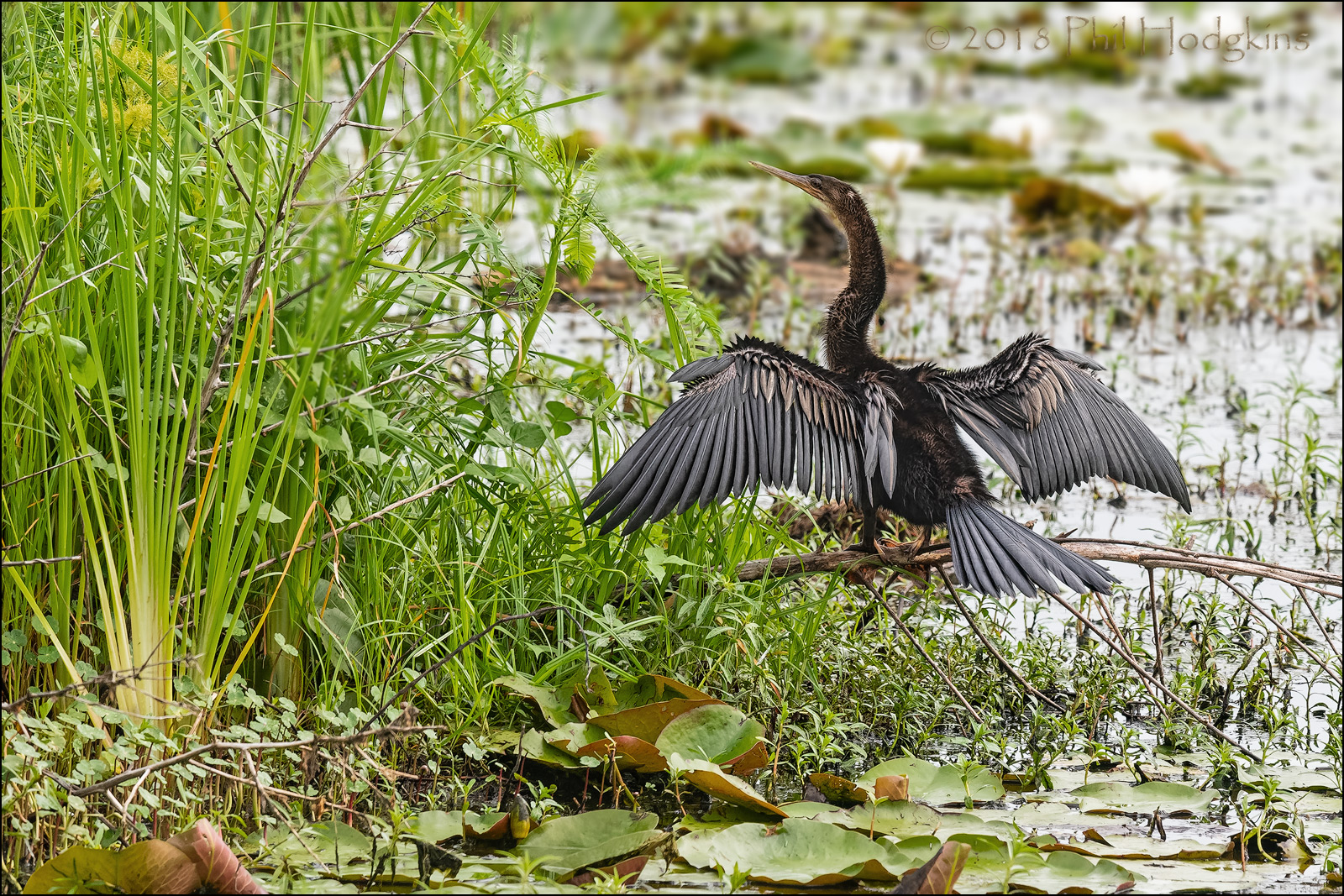 Anhinga