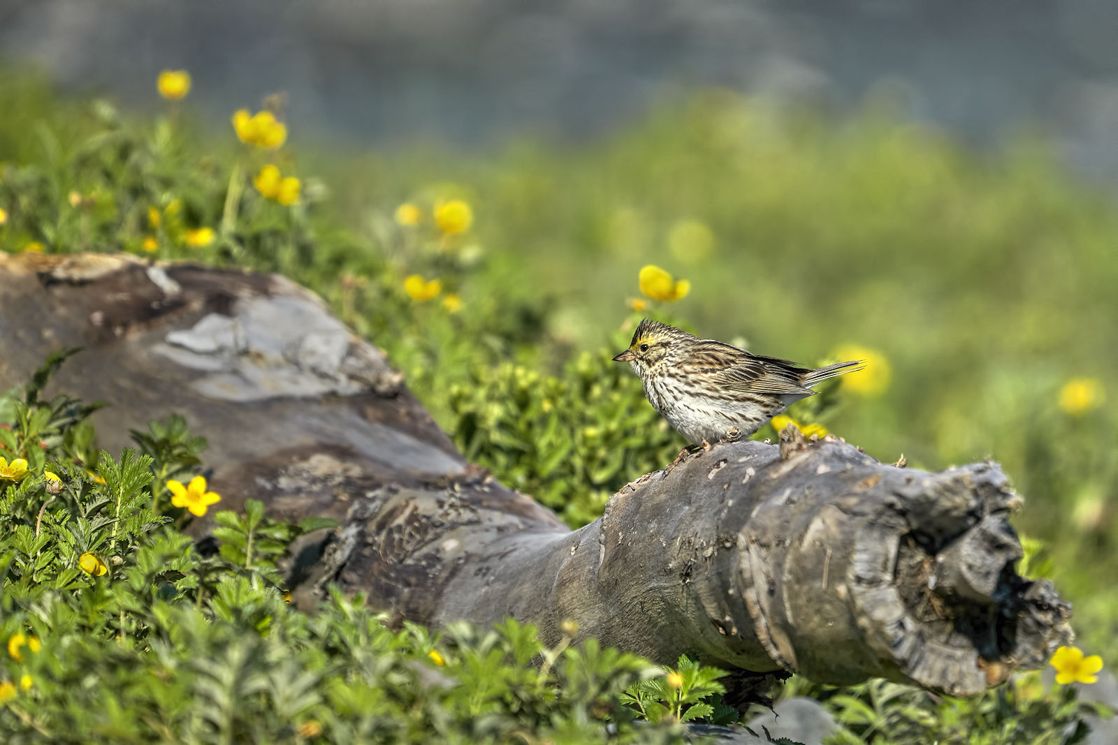 Summer Sparrow