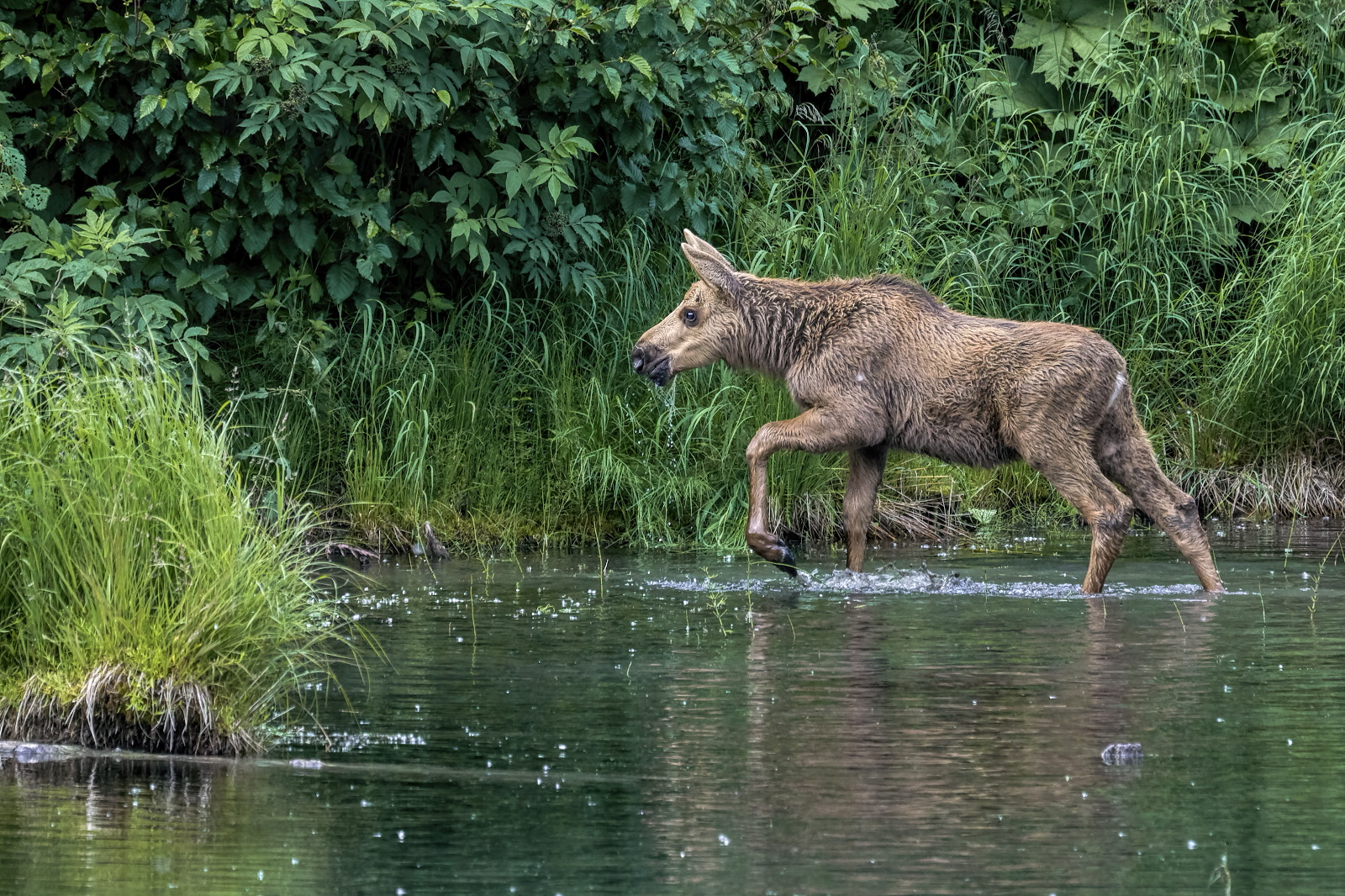 At Peace in the Pond #3