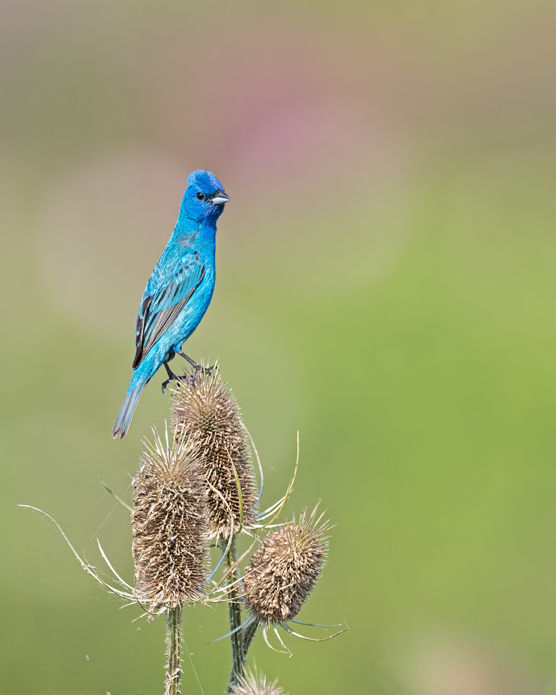 Indigo Bunting