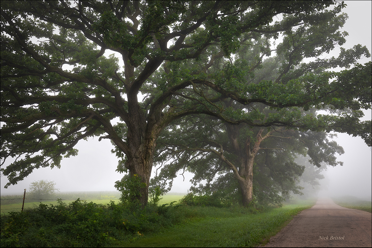 Majestic Oaks