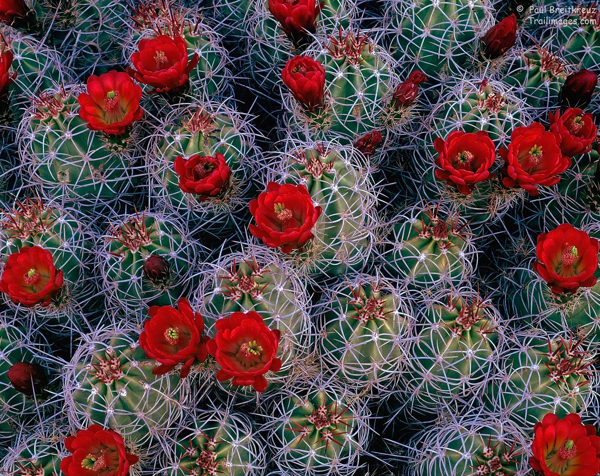 Desert Rose Garden