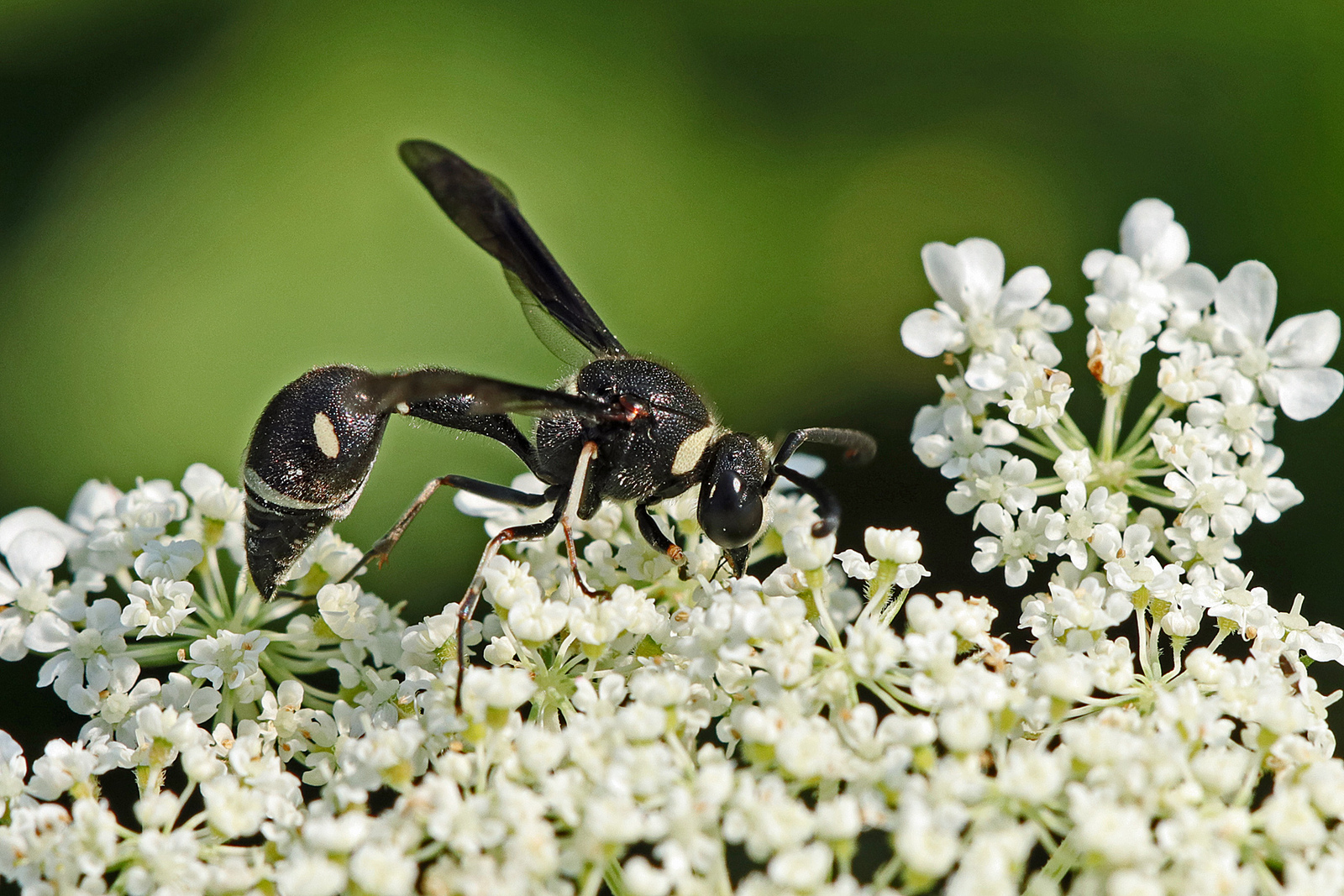 Willing wasp