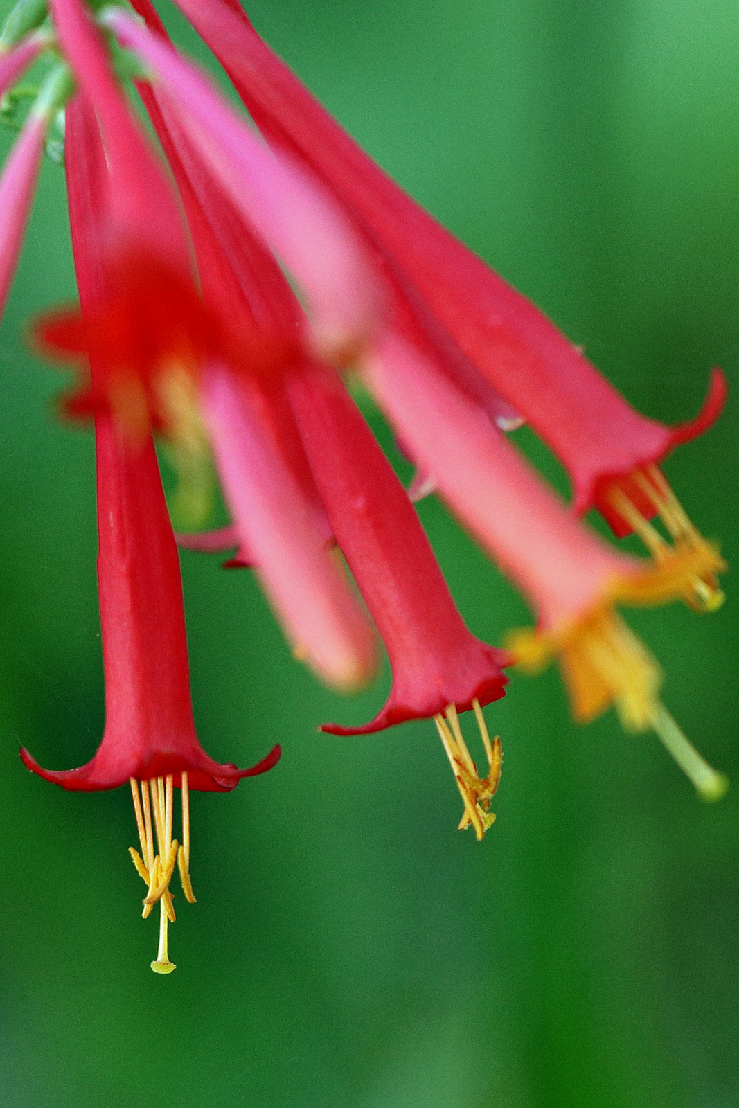Honeysuckle